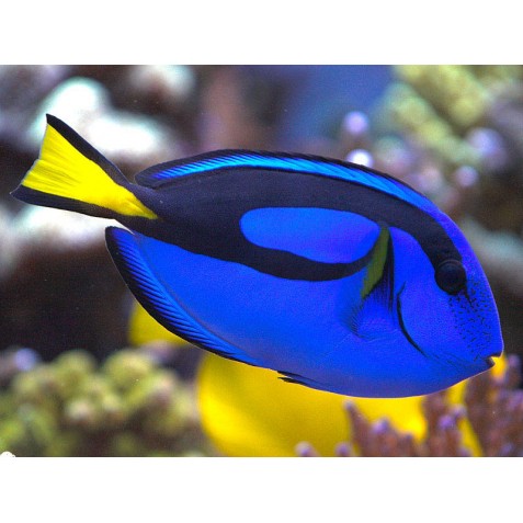 Dori Blue Tang 4 5cm Paracanthurus Hepatus