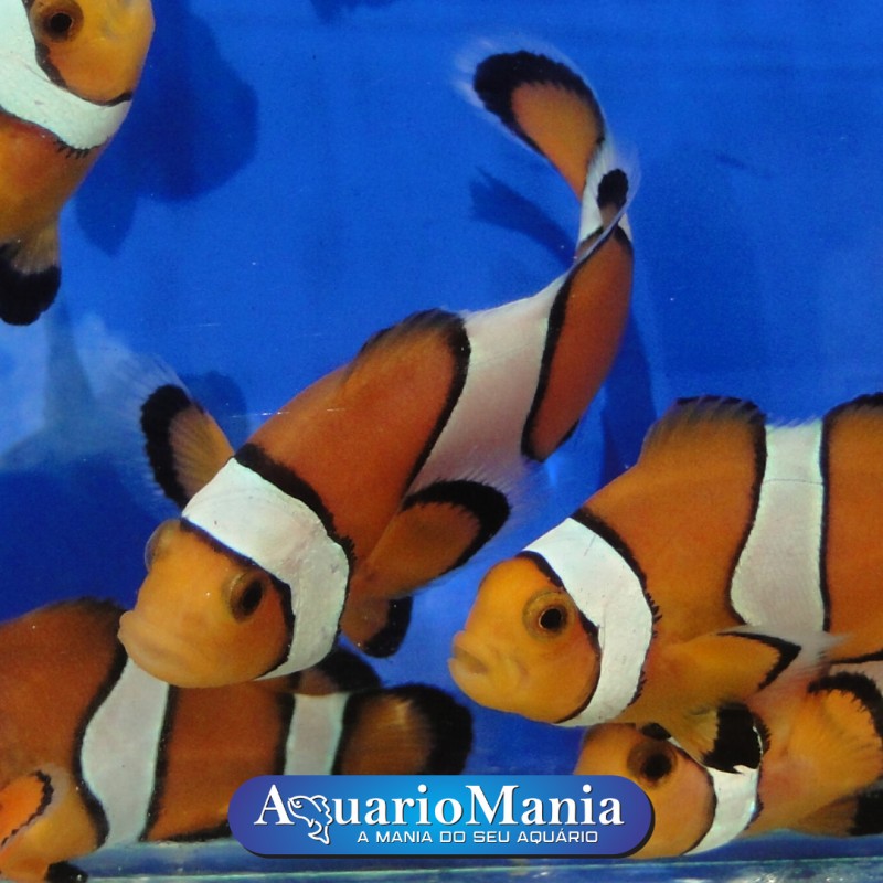 Peixe Palha O Ocellaris Laranja Nemo Clown Peixe Palha O Criado