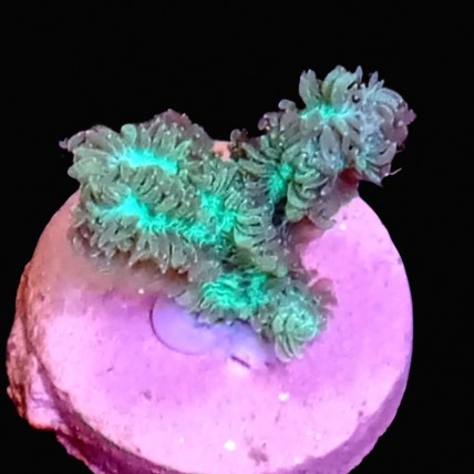 Coral Hydnophora Green +3cm