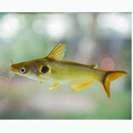Sun Catfish  ( Horabagrus )