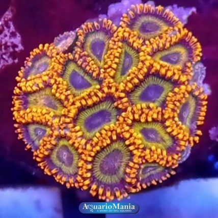 Coral Zoanthus Fruitloops...