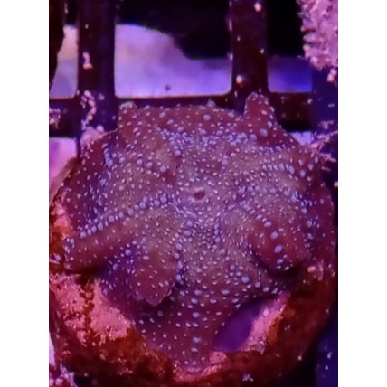 Coral Mush Spiderman