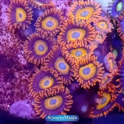 Coral Zoanthus Blondies +10...