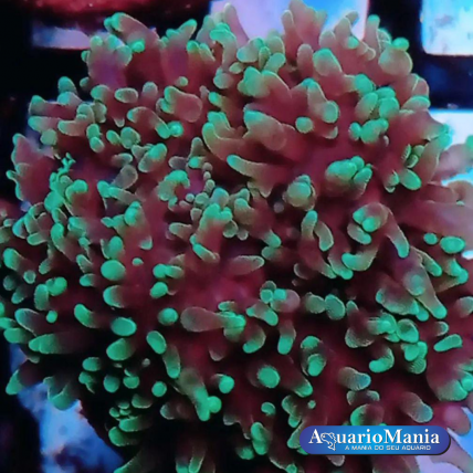 Coral Mush Green Hairy +3 cm