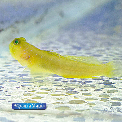 Goby Yellow Watchman...