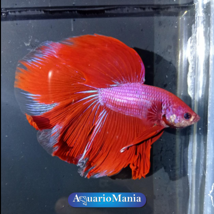 Peixe Betta Macho Vermelho