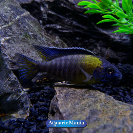 Aulonocara Usiya   (5-7 cm)