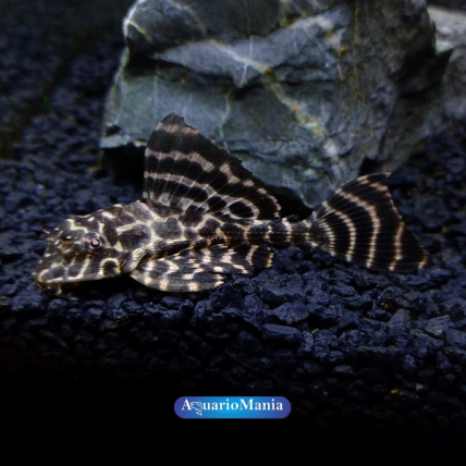 Pet Shop Bichos E Acessorios on Instagram: CONHEÇA NOSSOS PEIXES SÉRIE :  PEIXES DE FUNDO Além das corydoras, cascudos, labeos e botias, temos mais  uma grande variedade de peixes de fundo. Peixes