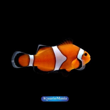 Palhaço Ocellaris – Nemo...