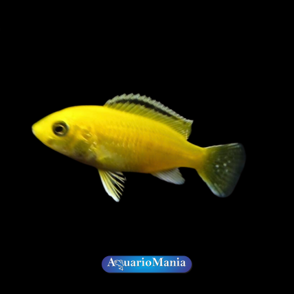 Caeruleus Yellow  3-4 cm