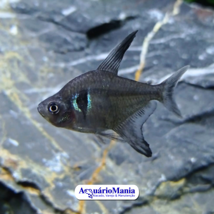 Peixe Cobrinha Kuhli Black - Aquática Peixes