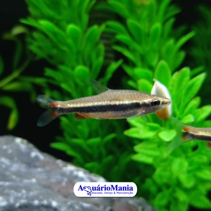 Peixe Tetra Foguinho, Compre na Kauar