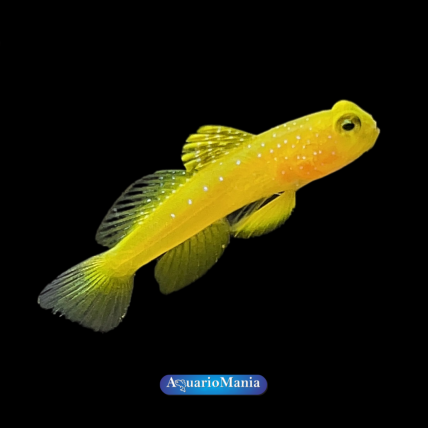 Goby Watchman Amarelo...