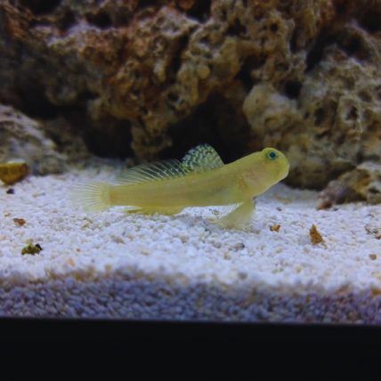 Goby Yellow Watchman Criado...