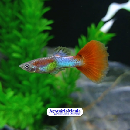 Guppy Casal Mix (Poecilia...