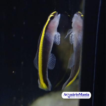 Neon Goby Yellow...