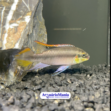 Kribensis (Pelvicachromis...