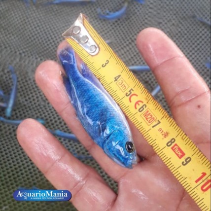 copy of HAPLOCHROMIS...