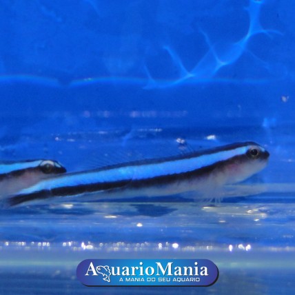 Neon Goby Blue
