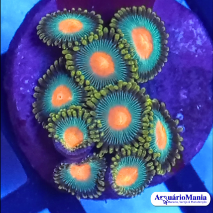 Coral Zoanthus Green Bay...