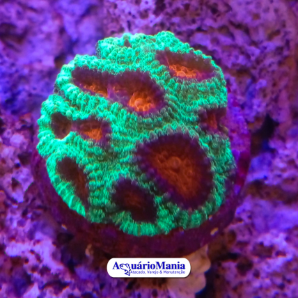 Coral Favia Christmas Green...