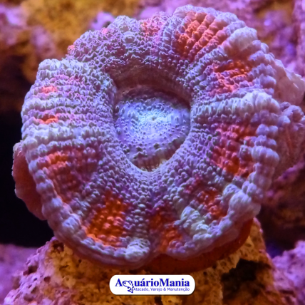 Coral Acantastrea Grennish red