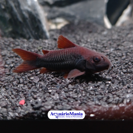 Corydora Black 3-4cm