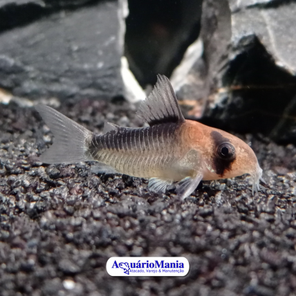 Corydora Adolfoi (Corydoras...