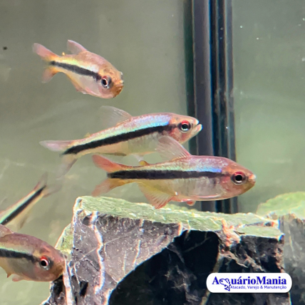 Tetra Rainbow (...