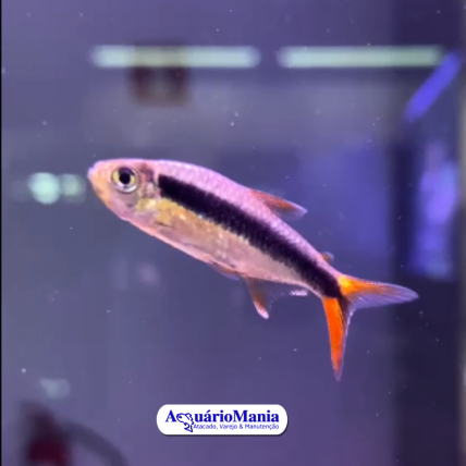 Tetra Pinguim Red Tail