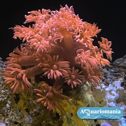 Coral Goniopora Red