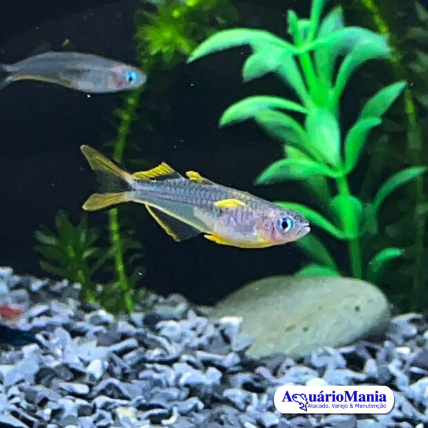 Killifish Pseudomugil Furcatus