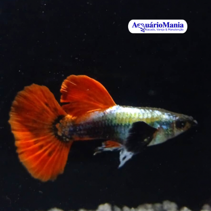 Guppy Casal Dumbo Red Tail...