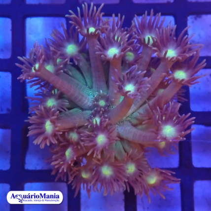 Coral Goniopora Blue Space