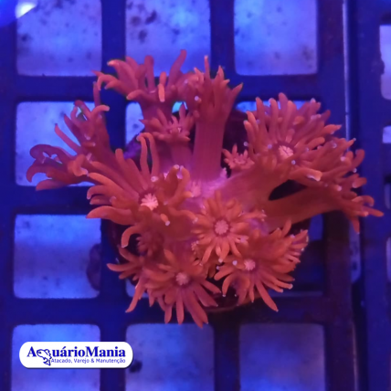Coral Goniopora Red