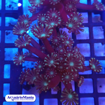 Coral Alveopora Mint Green