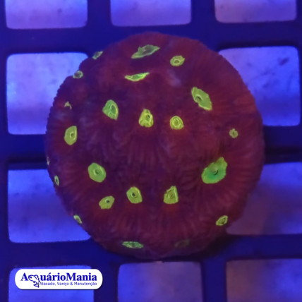 Coral Fávia Bipolar (Mesmo...