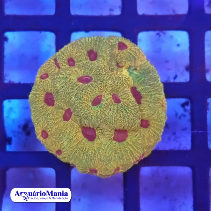 Coral Fávia Facination...