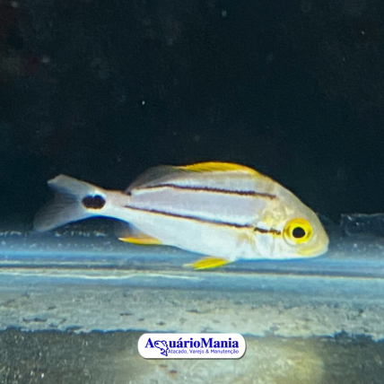 Salema Frade ( Anisotremus...