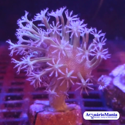 Coral Leather Flower...