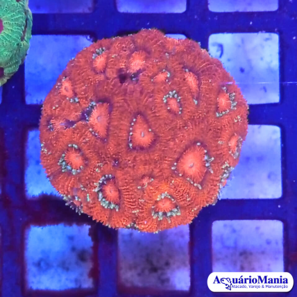 Coral Micromussa Ultra