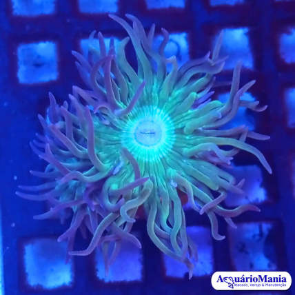 Coral Dunca Australiana 1...