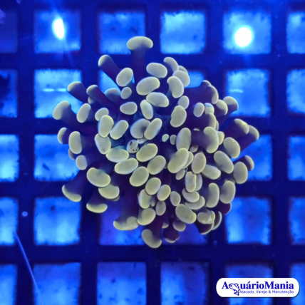 Coral Hammer Gold 1-2 cab...