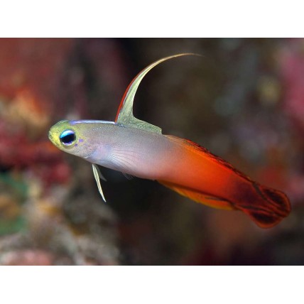Goby Firefish...