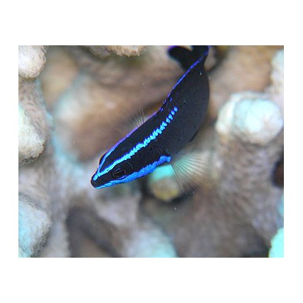 Pseudochromis springeri