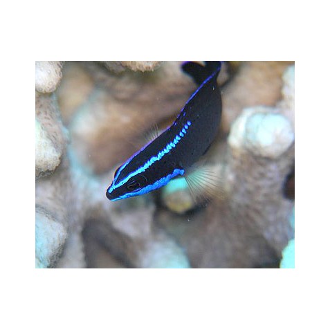 Pseudochromis springeri Pseudochromis springeri