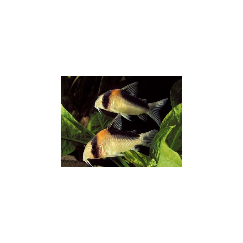 Corydora Adolfoi (Corydoras adolfoi)
