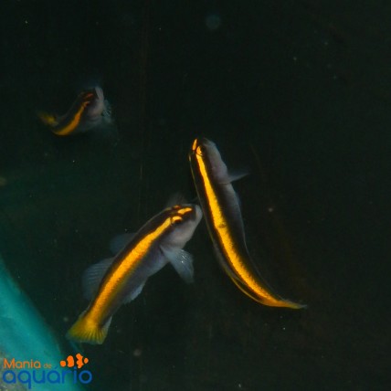 Neon Goby Yellow 