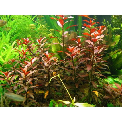 Ludwigia sp Red