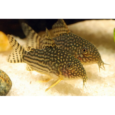 Coridora Coridora